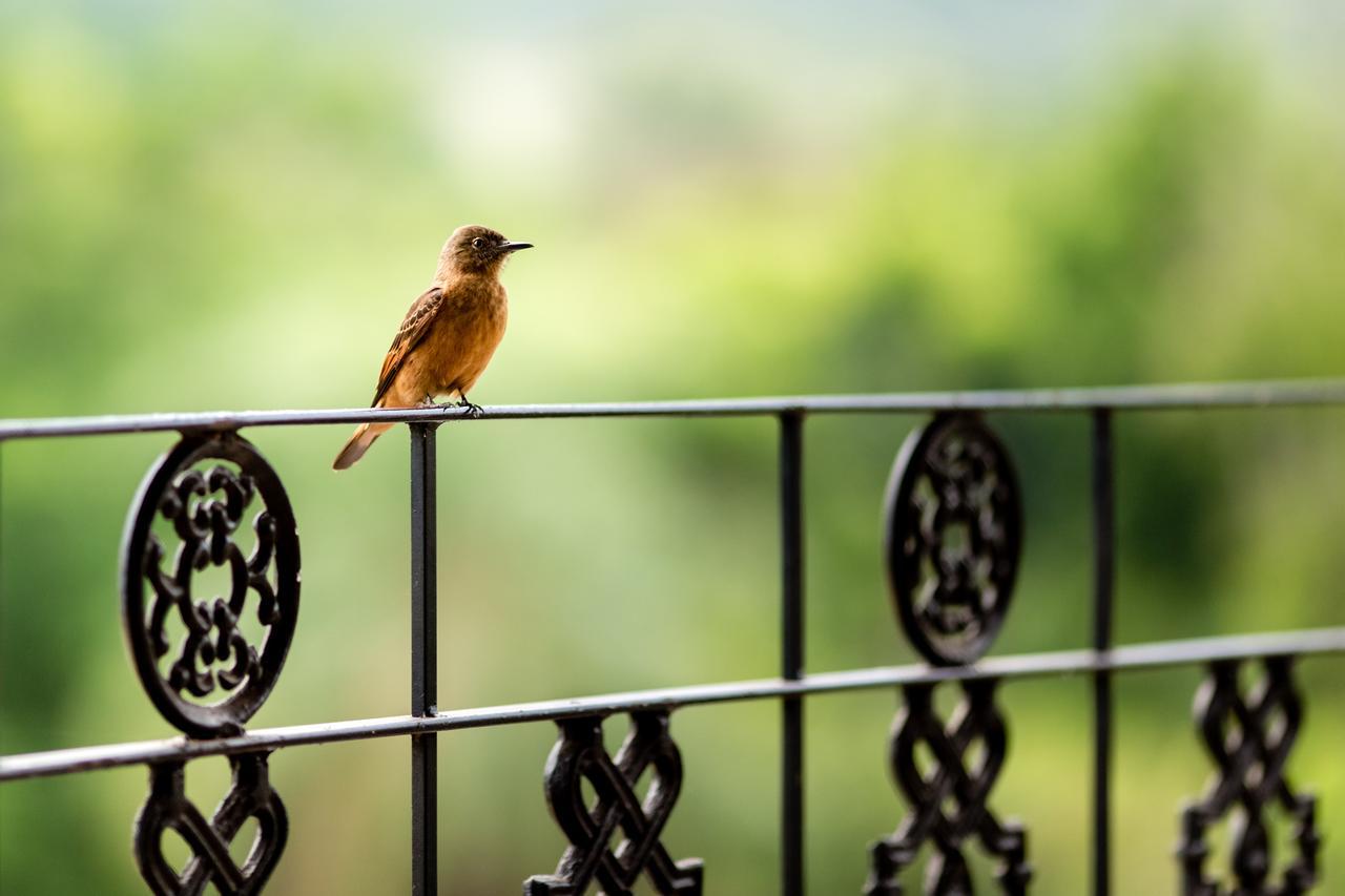 Pousada Fazenda Peroba Rosa Pedregulho Buitenkant foto