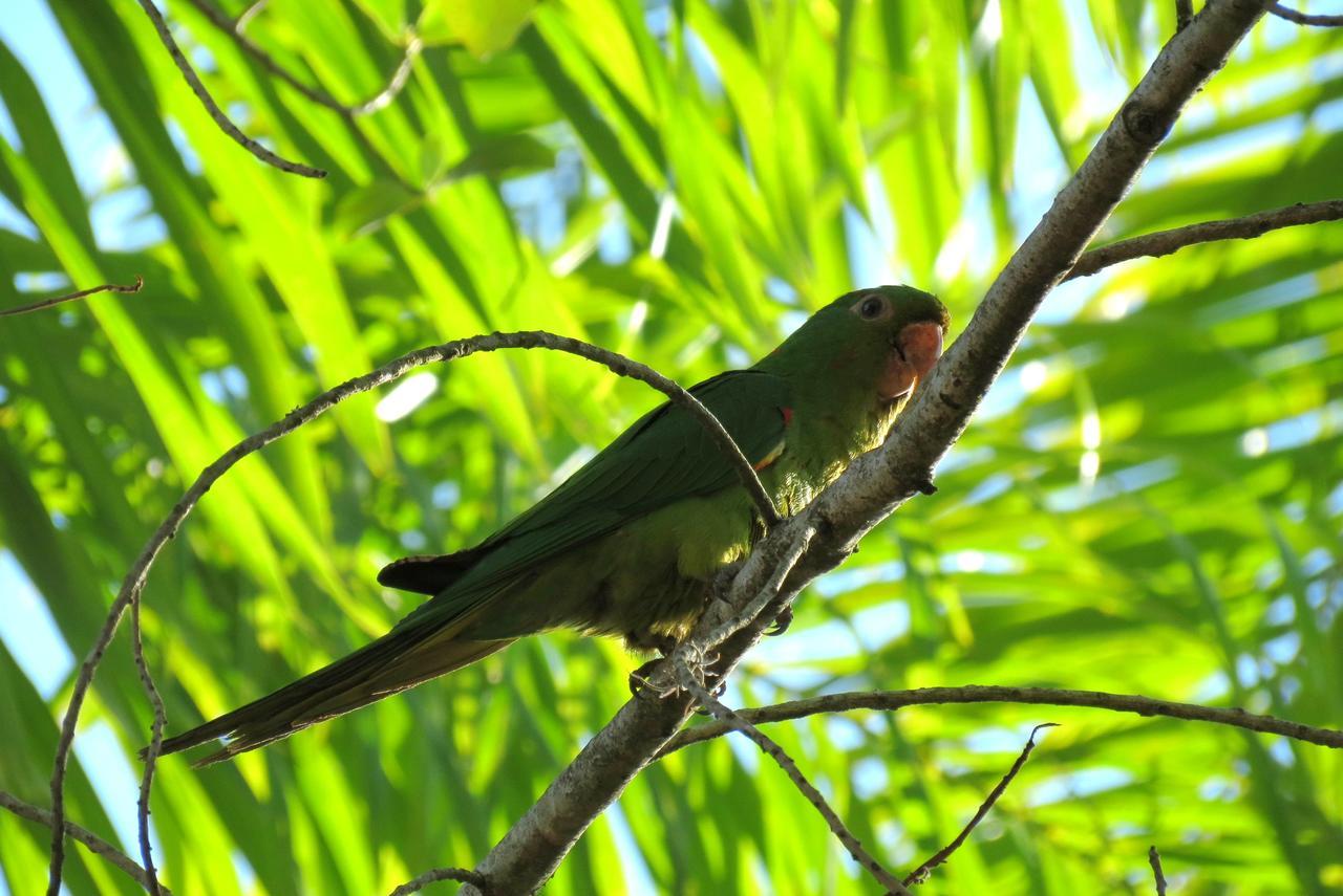 Pousada Fazenda Peroba Rosa Pedregulho Buitenkant foto